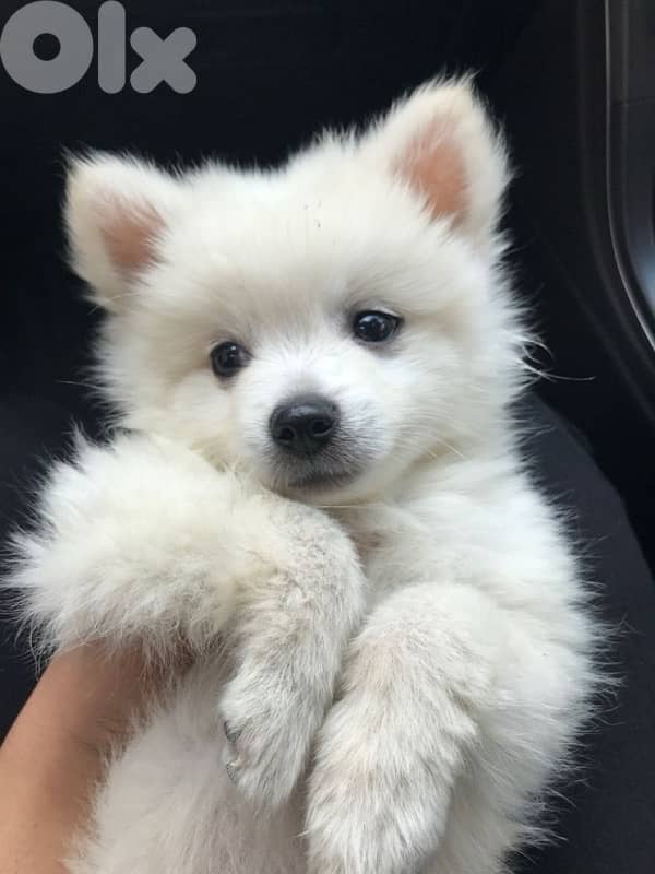 Unique Pomsky puppies available 0