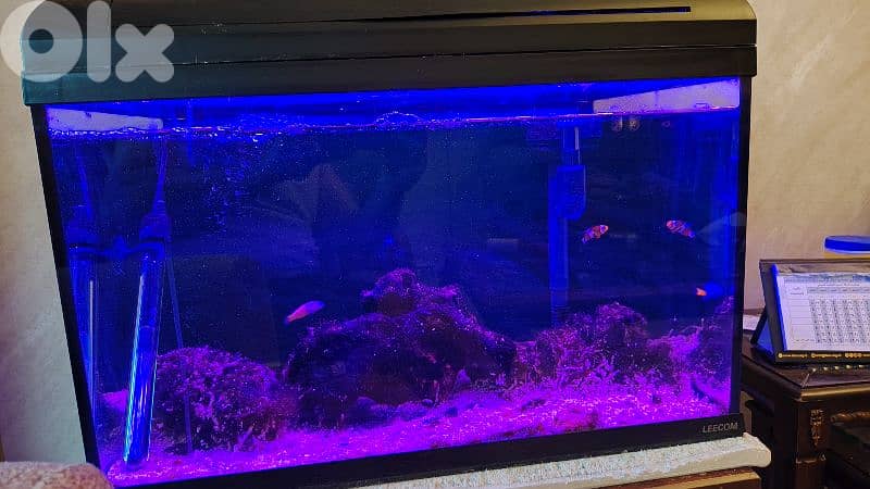 Reef aquarium 75 liters 0