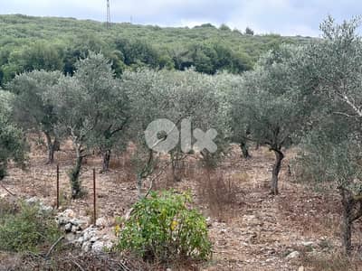 Hamat  Batroun Olive Land - أرض زيتون هادئة في حامات البترون