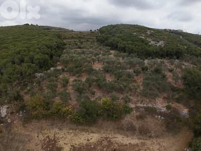 Hamat  Batroun Olive Land - أرض زيتون هادئة في حامات البترون
