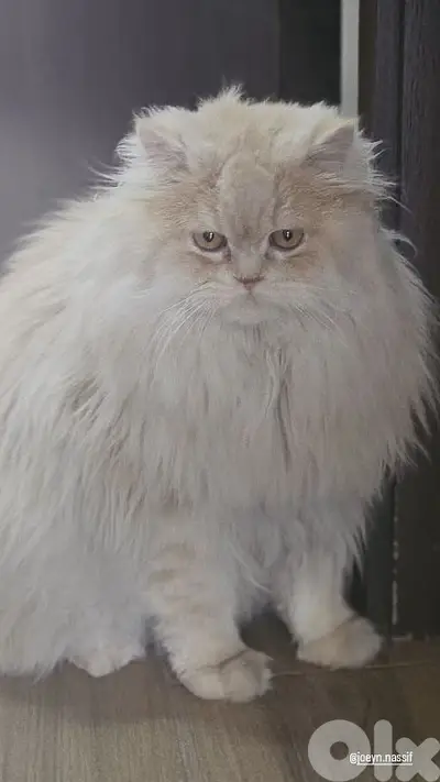 best cat you can have