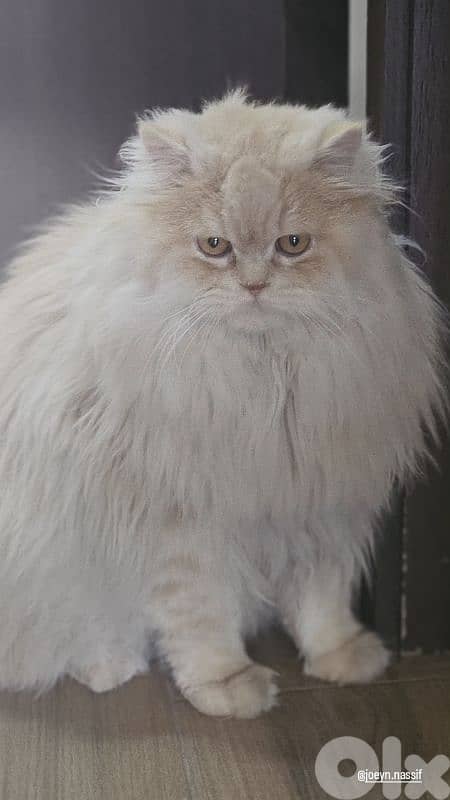 best cat you can have 0