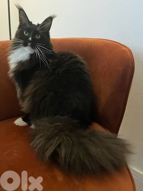 Maine Coon cat 0
