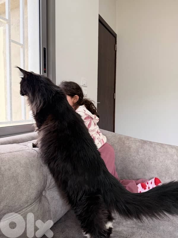 Maine Coon cat 1