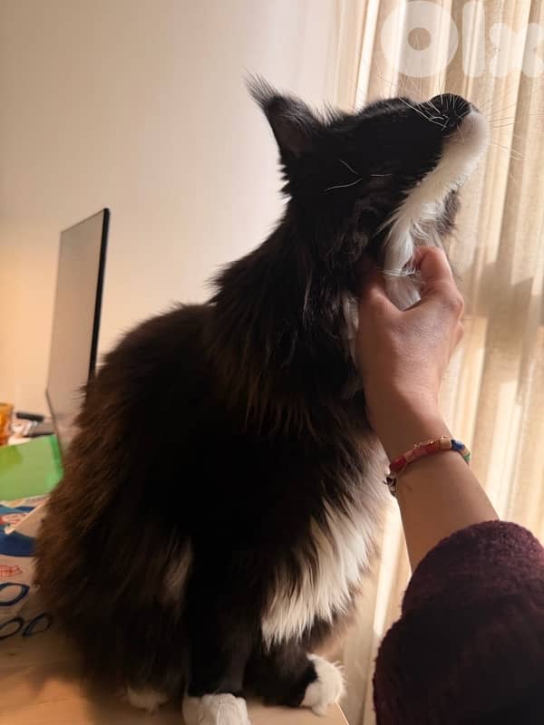 Maine Coon cat 2