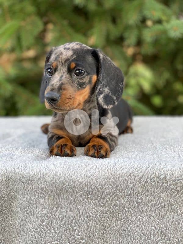 Dapple Dachshund Puppies/ dog كلاب 0