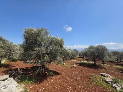 RWB189CC - Land for sale in Nakhle Koura RWB189CC - Land for sale in Nakhle Koura