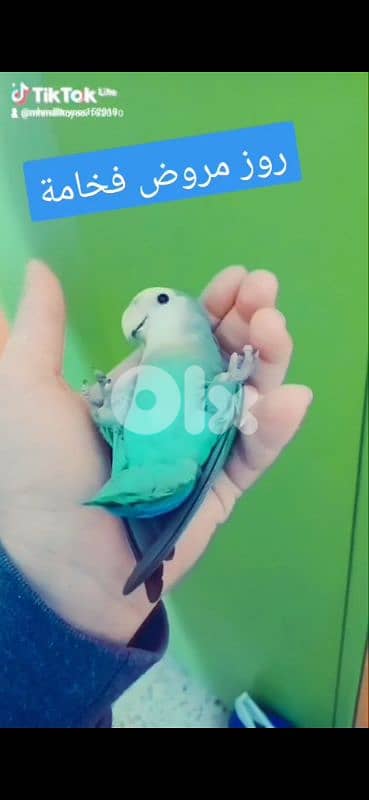 بيروت الحمرا 0