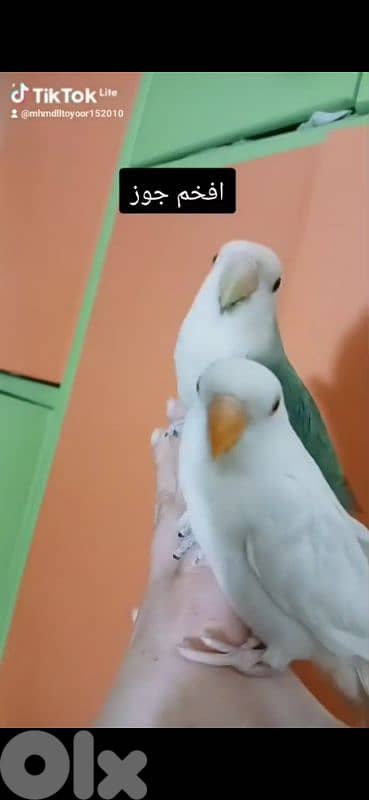 بيروت الحمرا 1