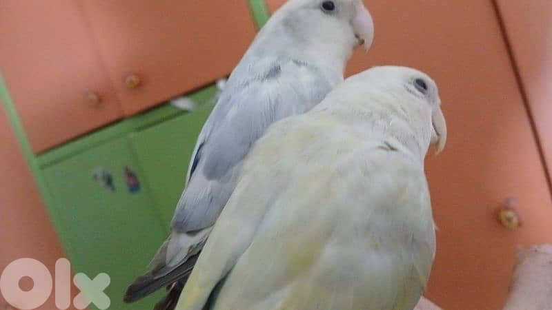 بيروت الحمرا 5