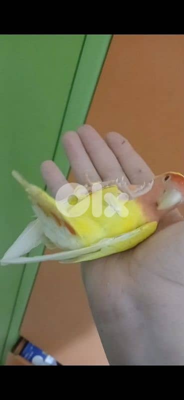 بيروت الحمرا 10