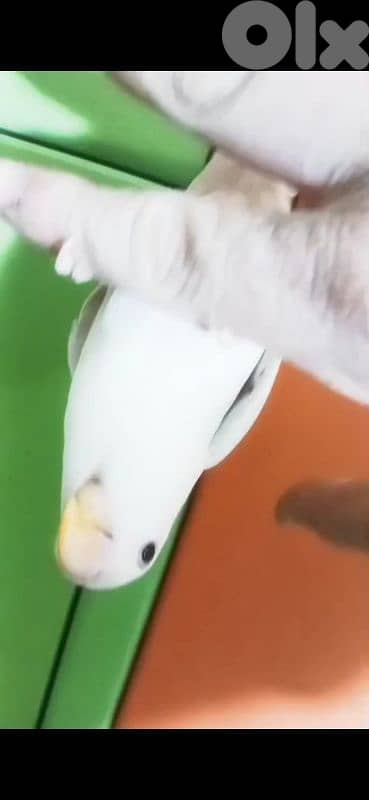 بيروت الحمرا 13