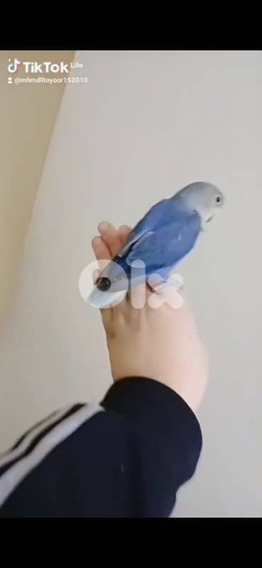 بيروت الحمرا 14
