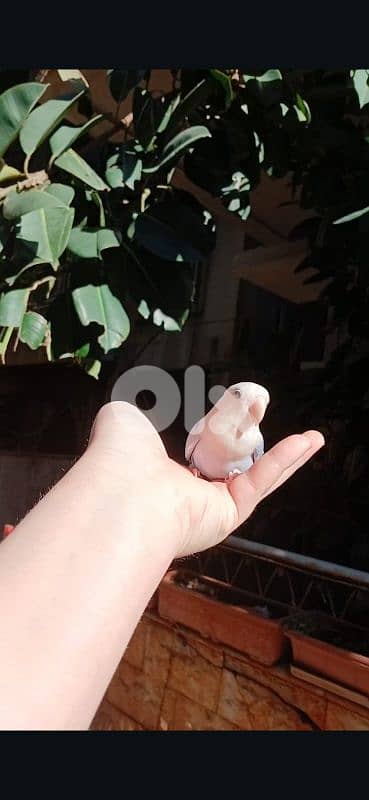 بيروت الحمرا 19