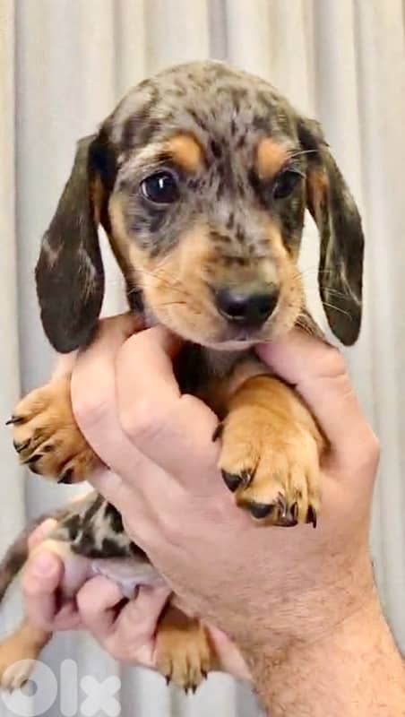 Imported Dachshund Dapple puppy dog sausage AVAILABLE 0
