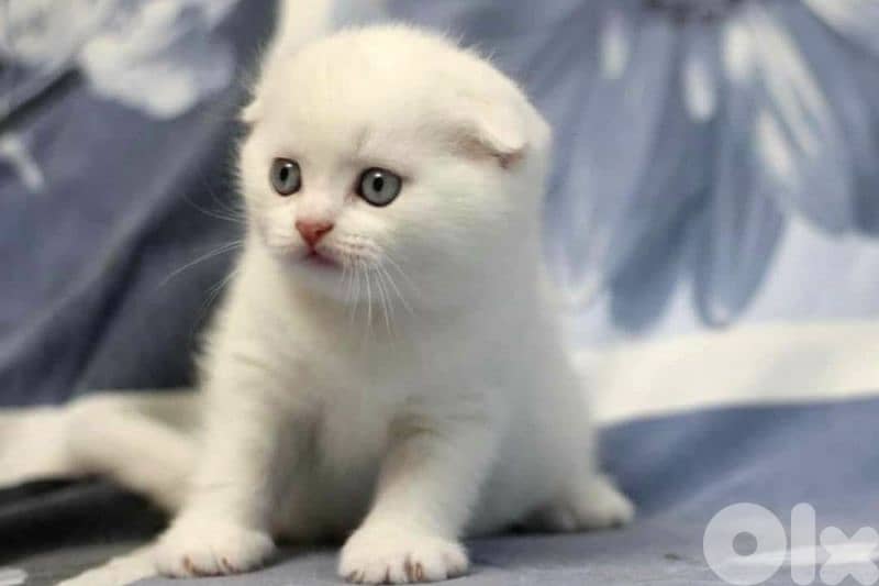 White Scottish Fold Kitten - cat قطط 0