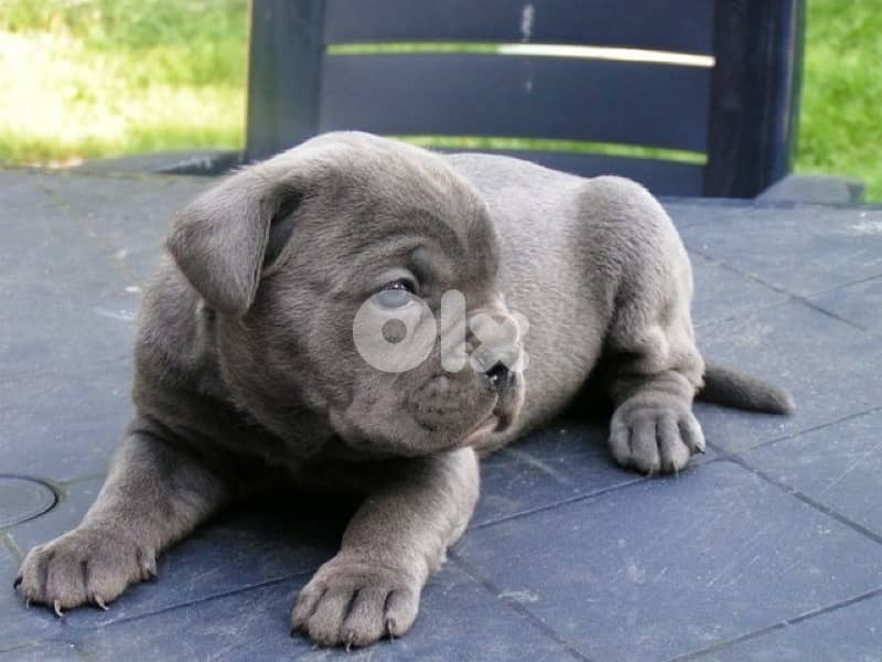 Unique blue color Cane Corso puppy available 0