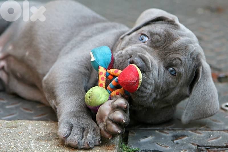 Unique Cane Corso Blue color available 0