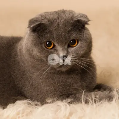 scottish fold Mature Female