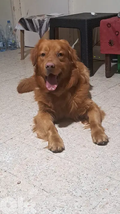 Friendly dog for sale Friendly dog for sale