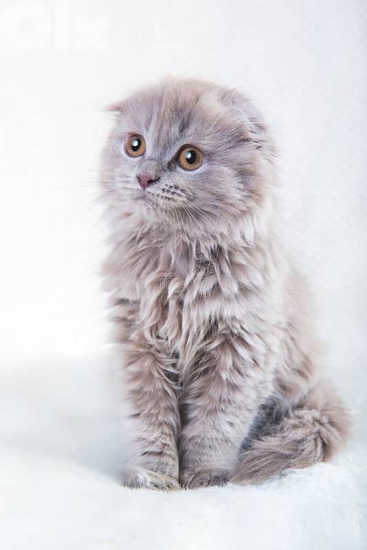 Premium British fold female Kitten 0