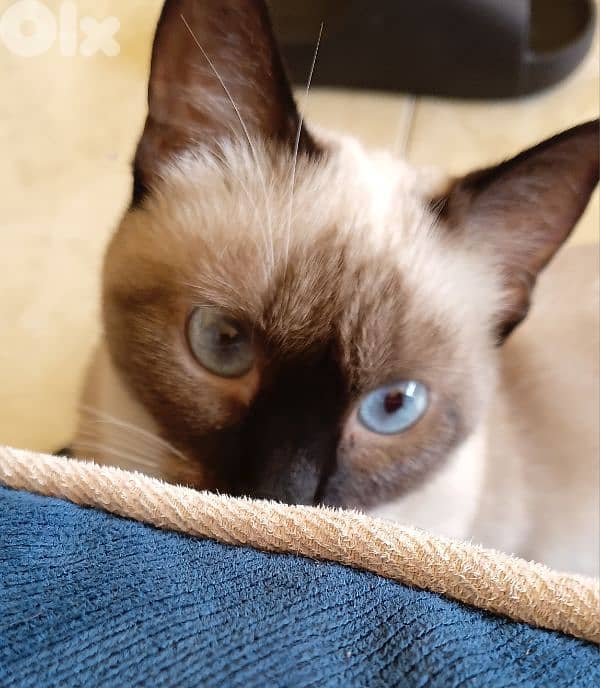 sieme cat 0