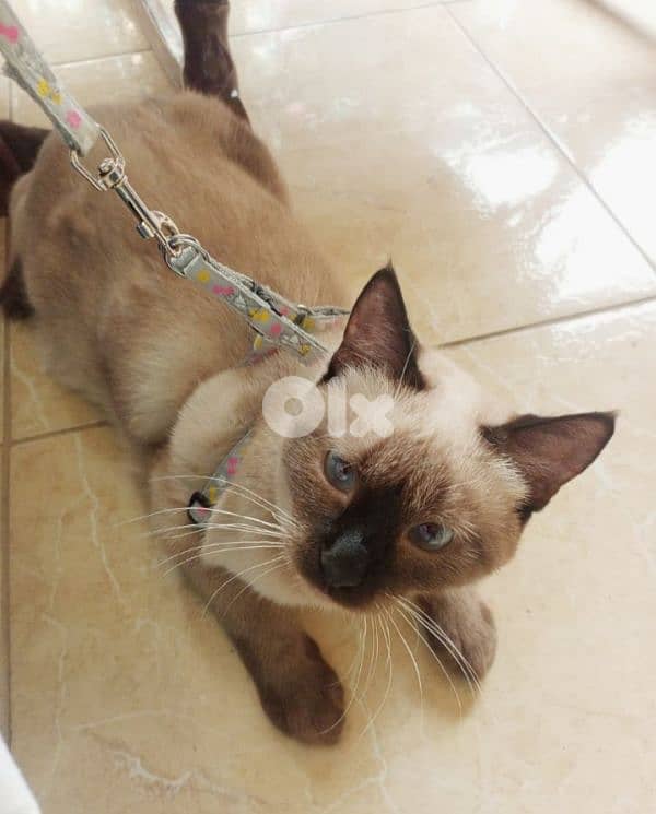 sieme cat 1