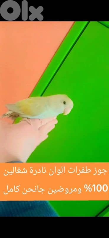 بيروت الحمرا 0