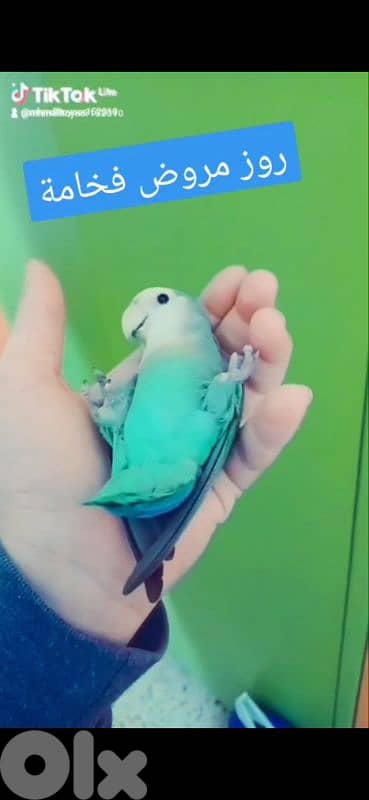 بيروت الحمرا 1