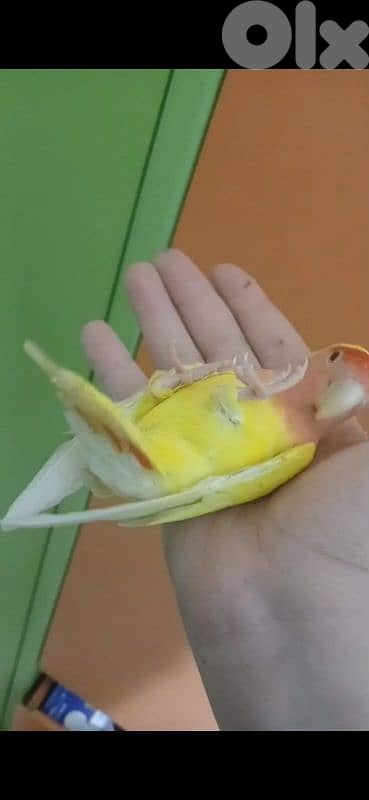 بيروت الحمرا 3