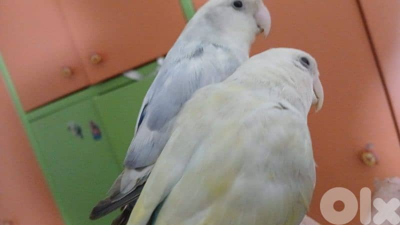 بيروت الحمرا 4