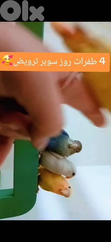 بيروت الحمرا 13