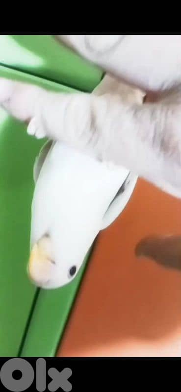 بيروت الحمرا 14
