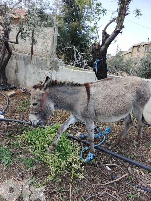 بعلبك يونين 1