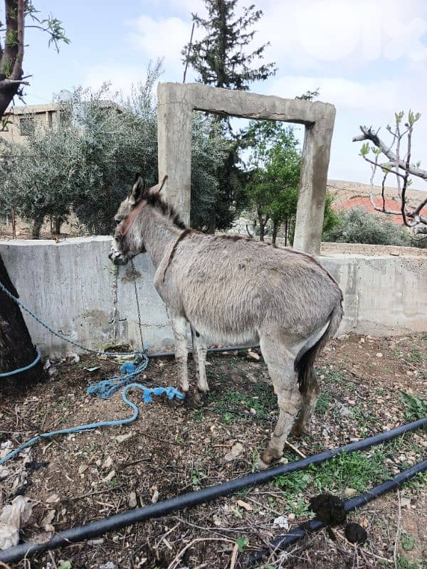 بعلبك يونين 2
