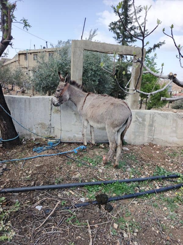 بعلبك يونين 3