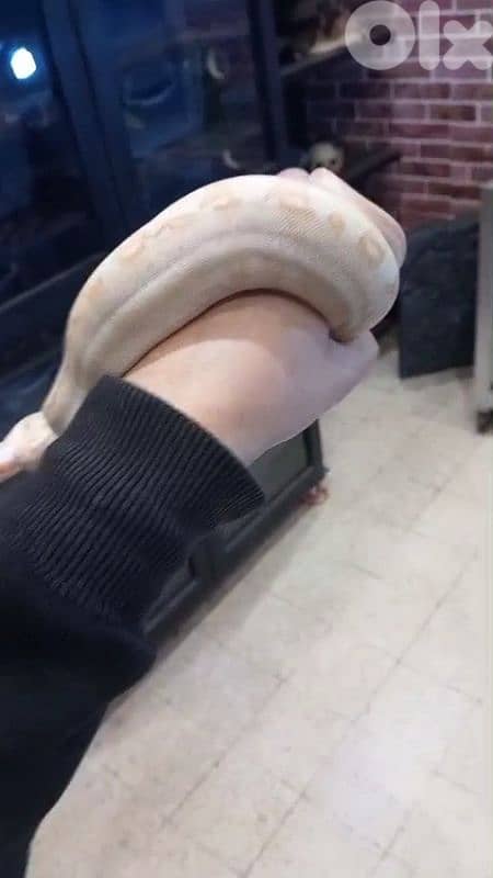 برج البراجنة 0