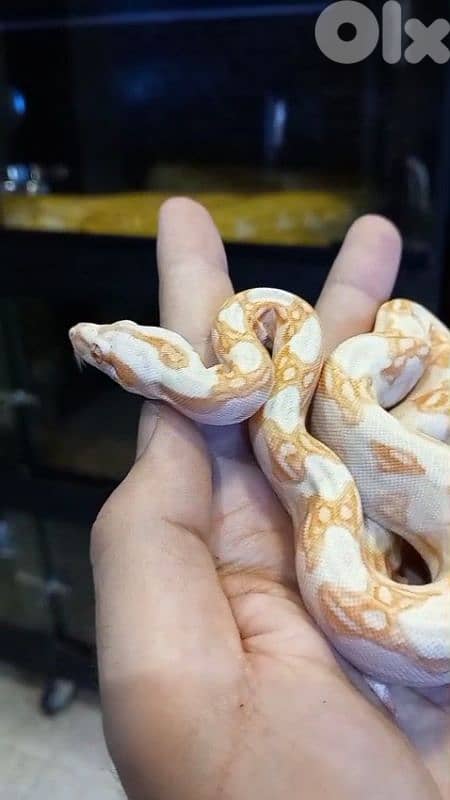 برج البراجنة 2