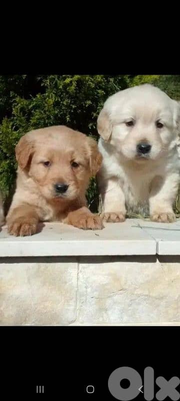 Golden Retrievers 0