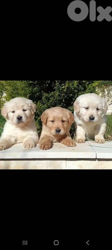 Golden Retrievers 4