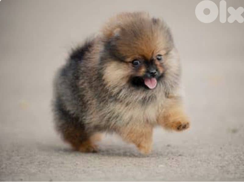 pomeranian 0