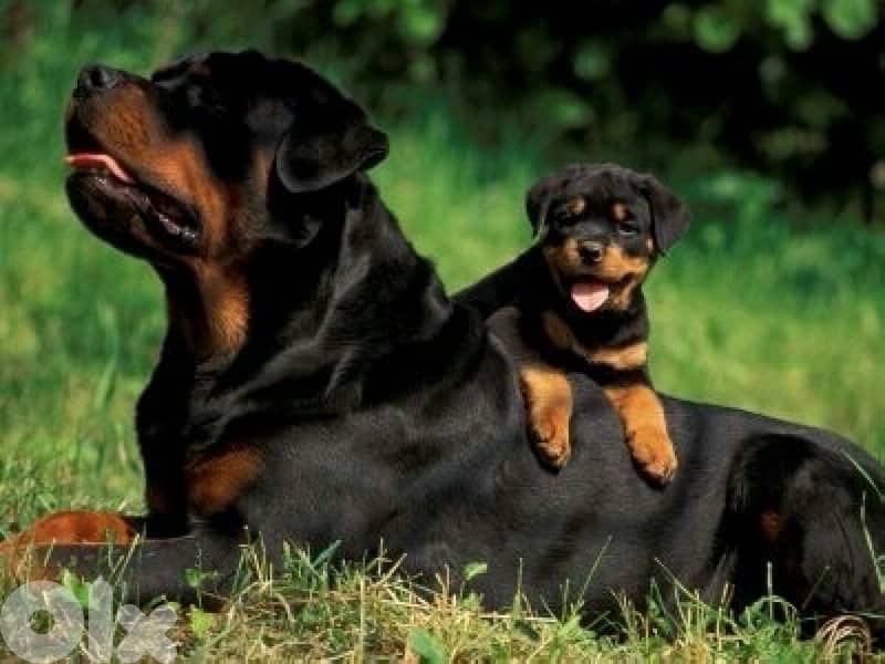 Protective Rottweiler puppy available pure breed 0