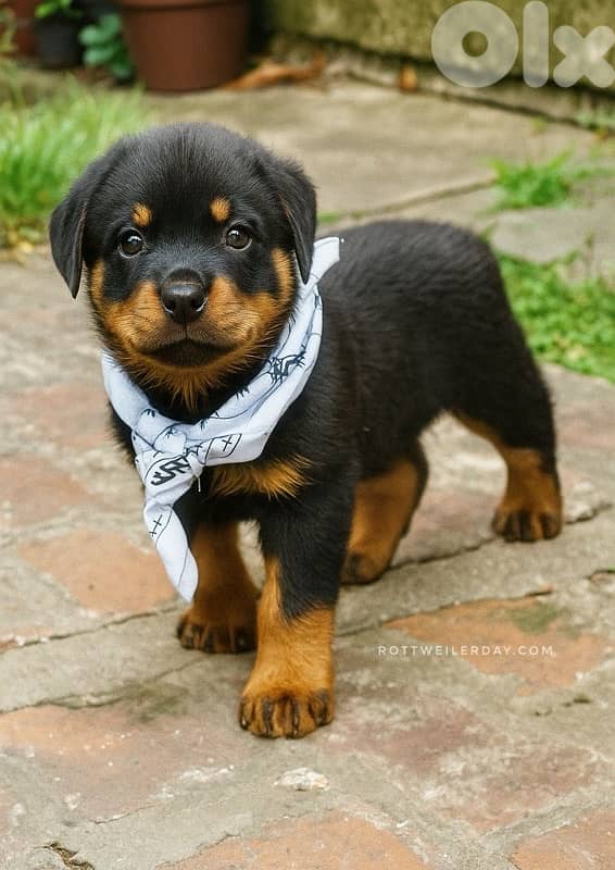 Perfect guard dog Rottweiler puppy available 0
