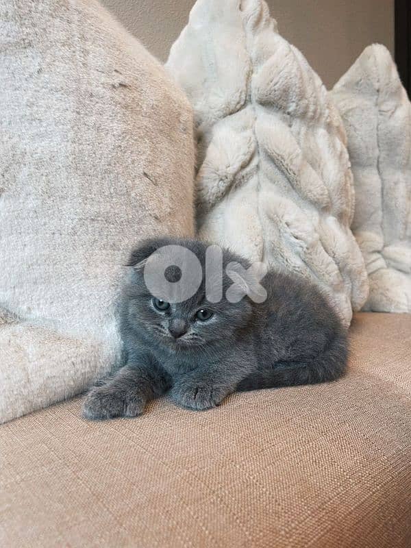 pure Scottish fold kitten HIGHEST QUALITY 0