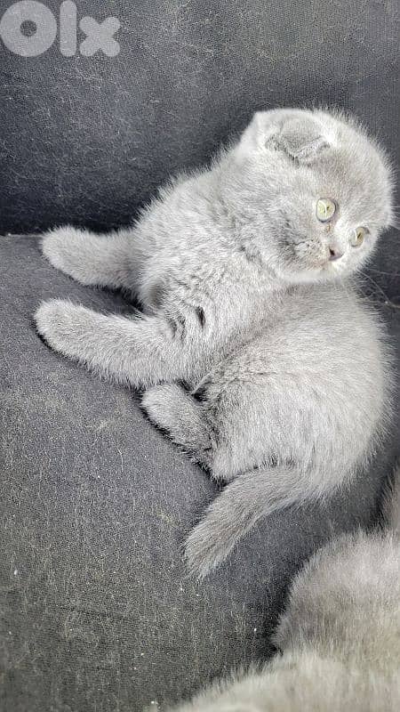 pure Scottish fold kitten HIGHEST QUALITY 2
