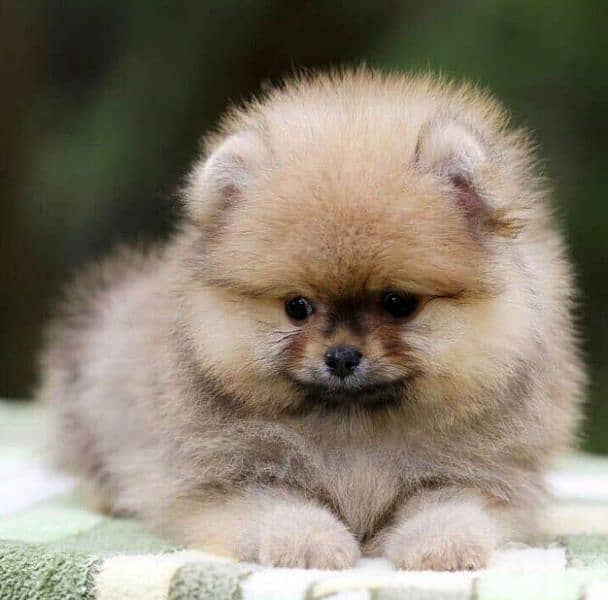 Adorable Pomeranian Puppies/High Quality Pet/Imported/Dog/Delivery 0