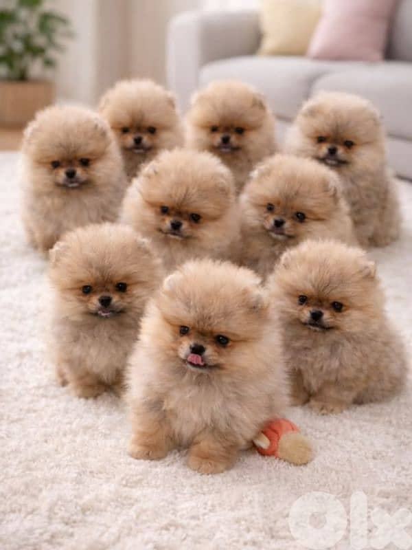 Pomeranian Puppies Available-High Quality-Dog-كلاب 0