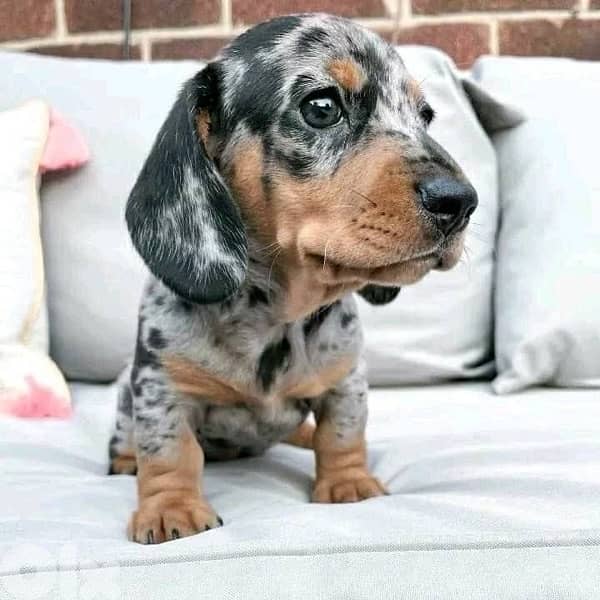 Imported Dachshund Dapple puppy dog sausage AVAILABLE 0