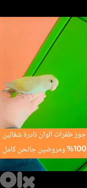 بيروت الحمرا 0