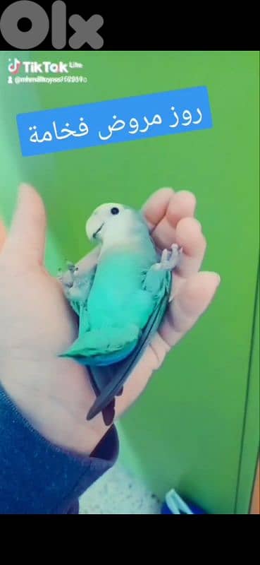 بيروت الحمرا 1